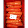 Chinese Fresh Carrot Organic Carrot Red Carrot Cheapest Price